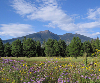 Wild flowers and evergreen trees against the backdrop of the San Francisco Peaks on a sunny day