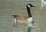 The Effect of the Lake Restoration Project on Habitat Use by Waterfowl